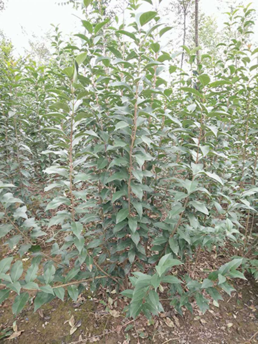 點擊查看詳細信息<br>標題：叢生女貞 閱讀次數(shù)：3283